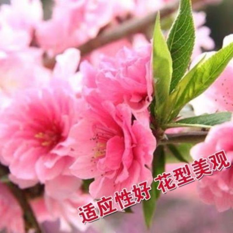 樱花种子盆栽冬樱花种子花卉樱花种子单樱种子行道林木花种子