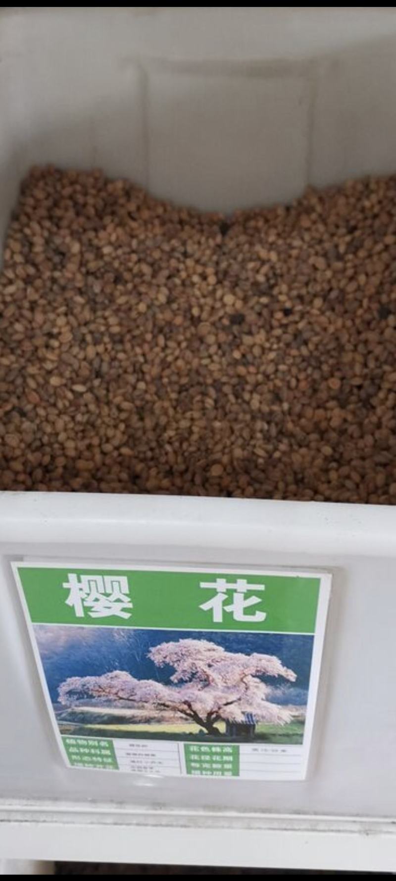 樱花种子盆栽冬樱花种子花卉樱花种子单樱种子行道林木花种子