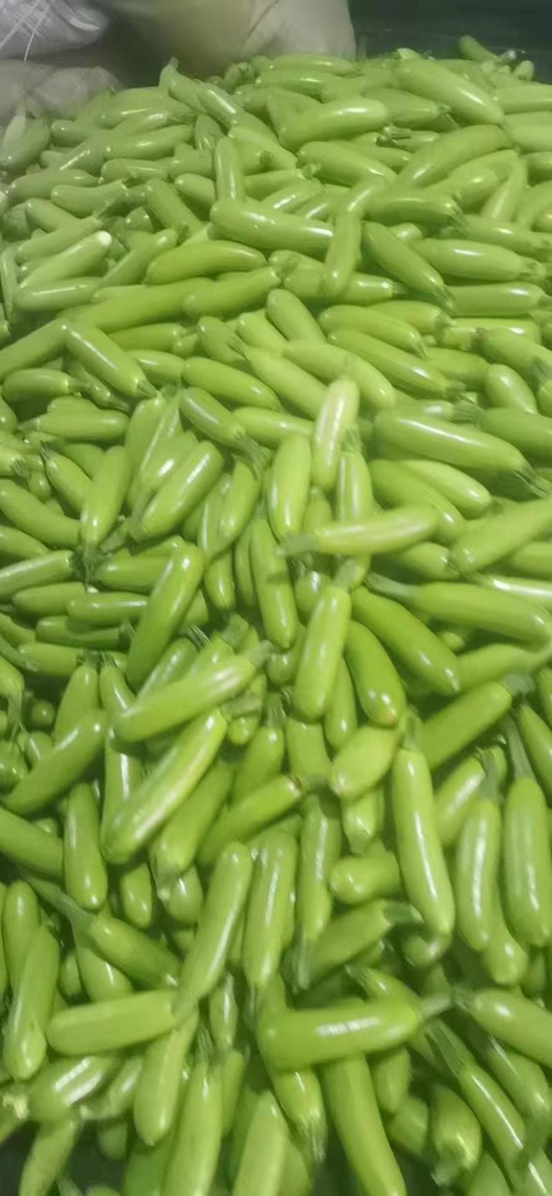 【精品批发】绿皮西葫芦，一手货源产地直发量大从优