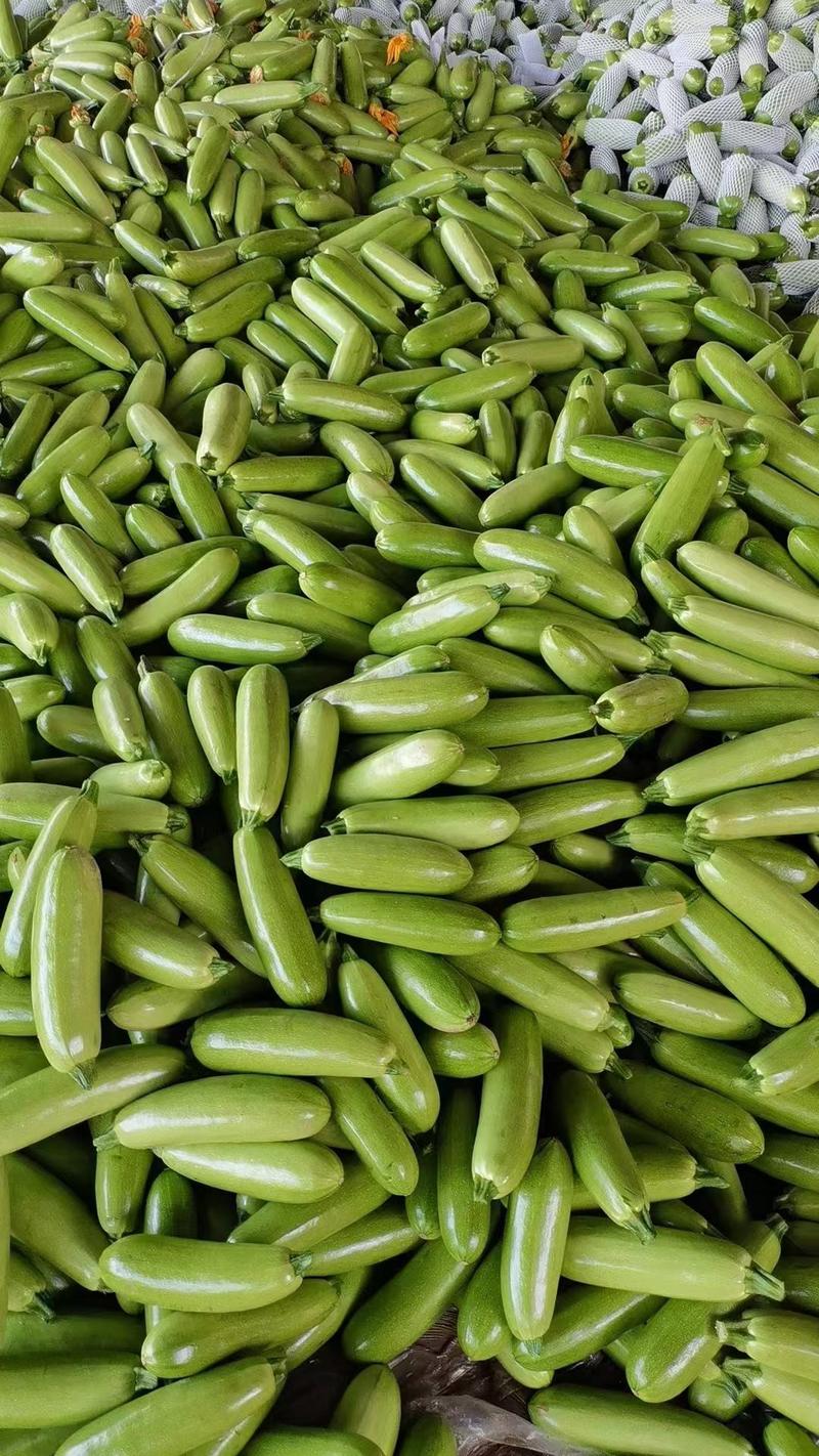 【精品批发】绿皮西葫芦，一手货源产地直发量大从优