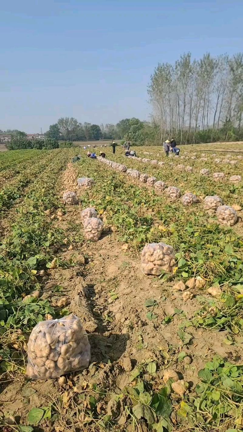 湖北天门现挖凉薯豆薯新鲜白地瓜沙葛现货质量保证