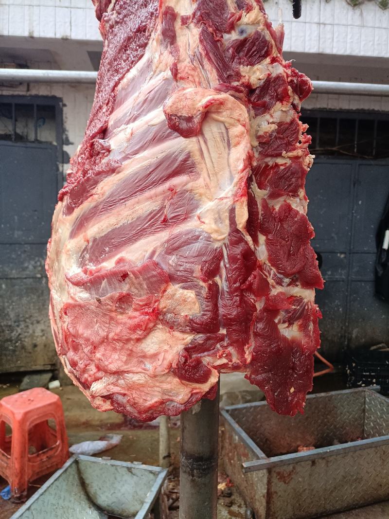 牛肉牦牛肉牦牛排骨新鲜牦牛肉高原纯草标牦牛
