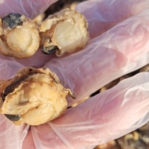 扇贝肉干！干度好无沙1箱25斤可视频看货产地直发无差价