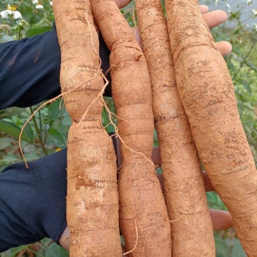新鲜中大叶牛大力大牛、中牛、小牛、小小牛、大处，一手货源