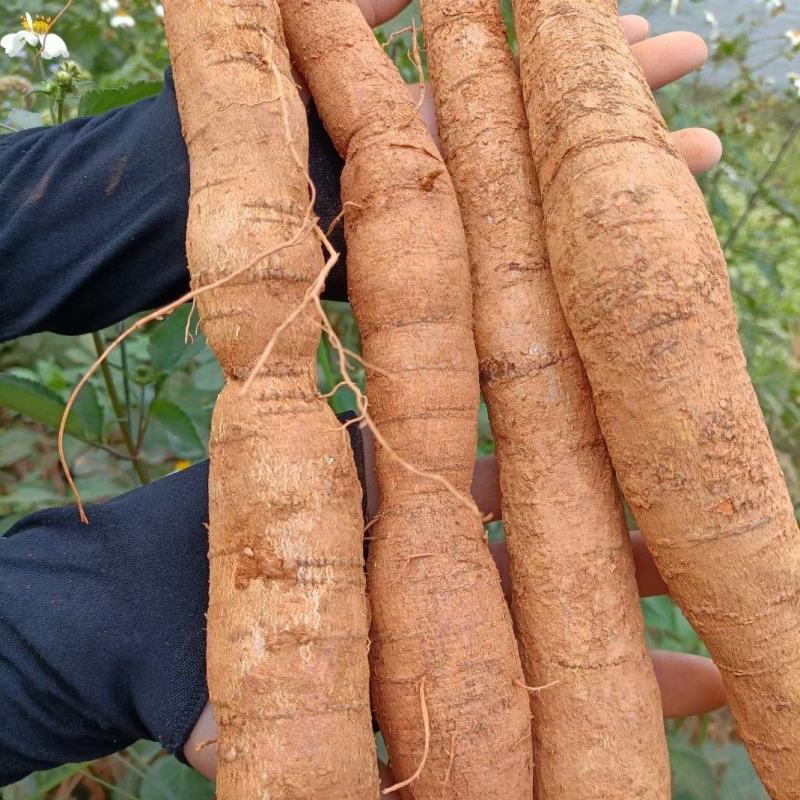 新鲜中大叶牛大力大牛、中牛、小牛、小小牛、大处，一手货源