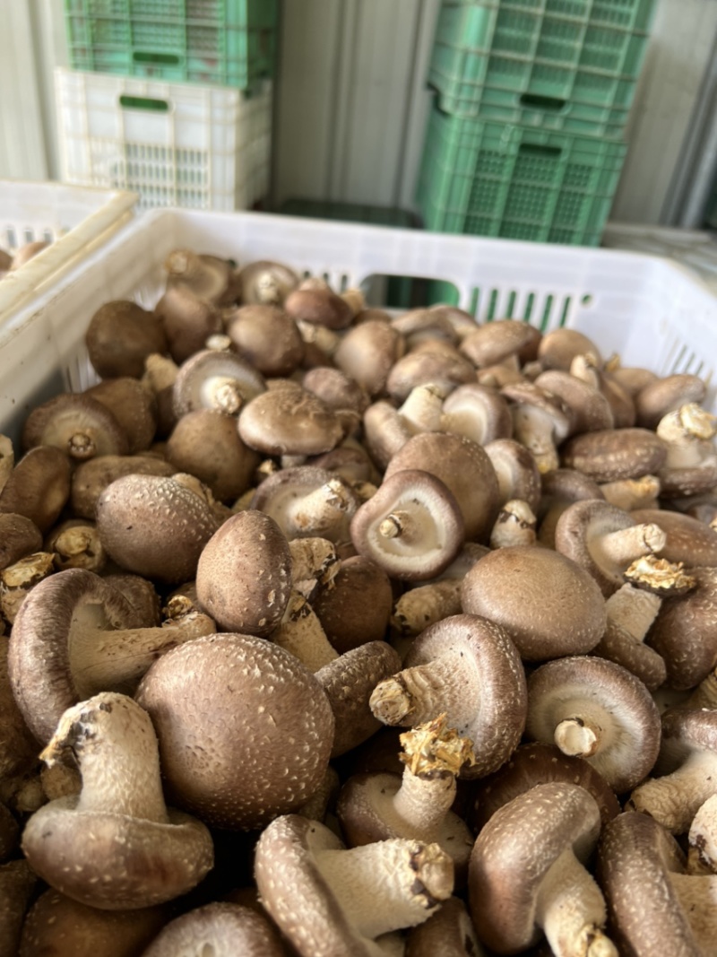 精品香菇好货开始上货