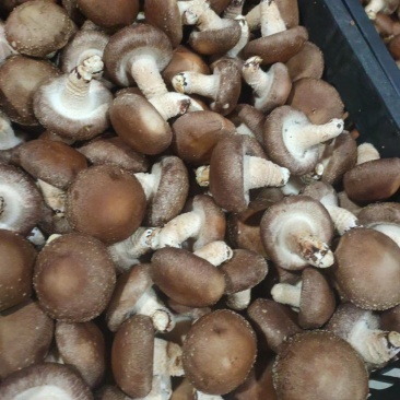 精品香菇好货开始上货
