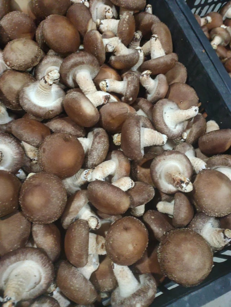精品香菇好货开始上货