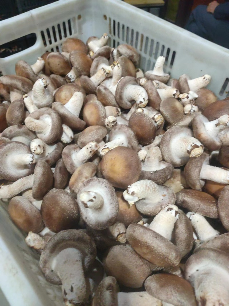 精品香菇好货开始上货