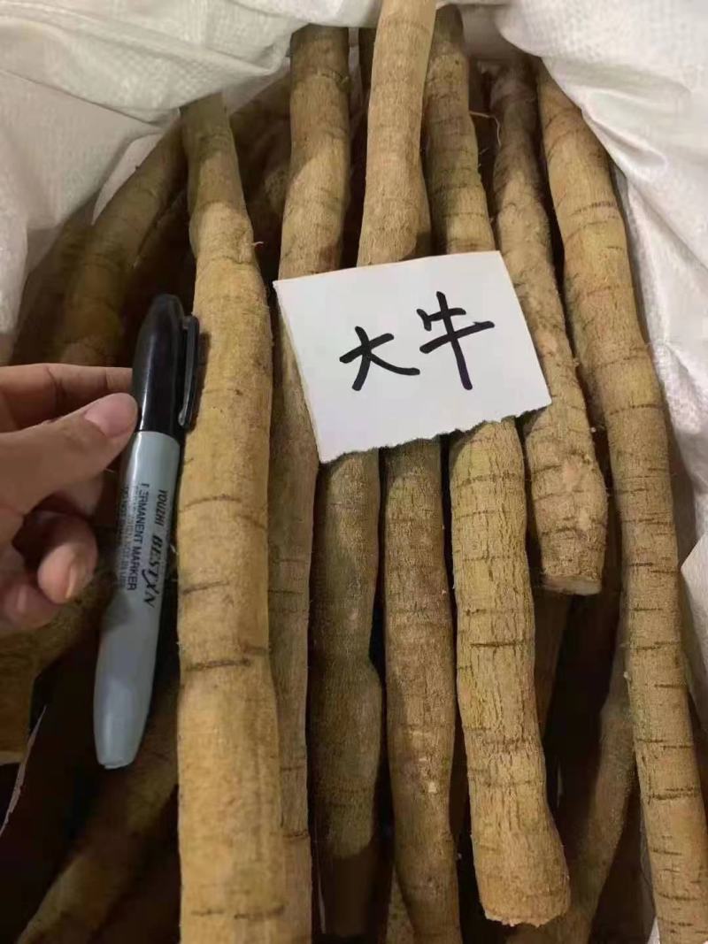 新鲜中大叶牛大力大牛、中牛、小牛、小小牛、大处，一手货源