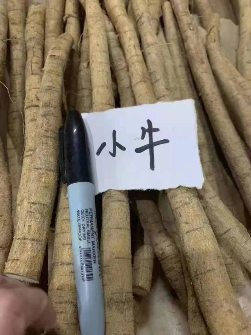 新鲜中大叶牛大力大牛、中牛、小牛、小小牛、大处，一手货源