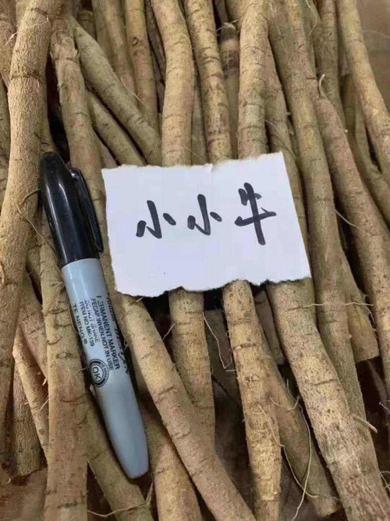 新鲜中大叶牛大力大牛、中牛、小牛、小小牛、大处，一手货源
