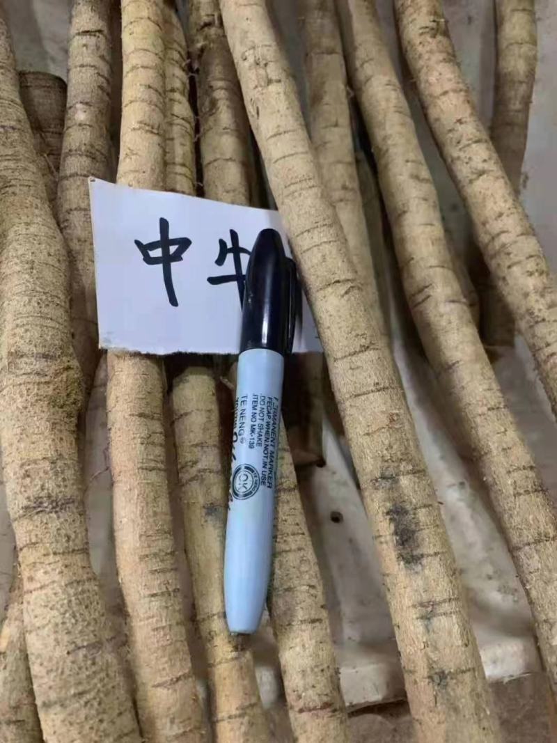 新鲜中大叶牛大力大牛、中牛、小牛、小小牛、大处，一手货源