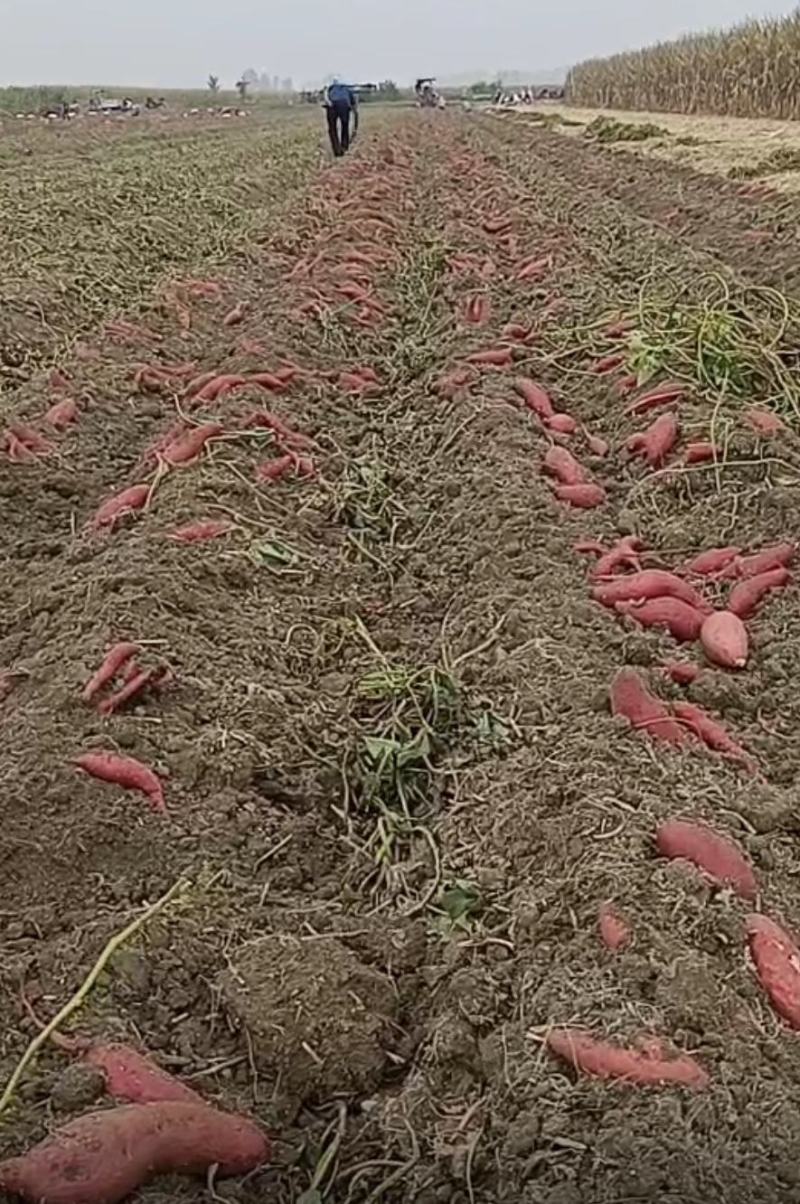 西瓜红