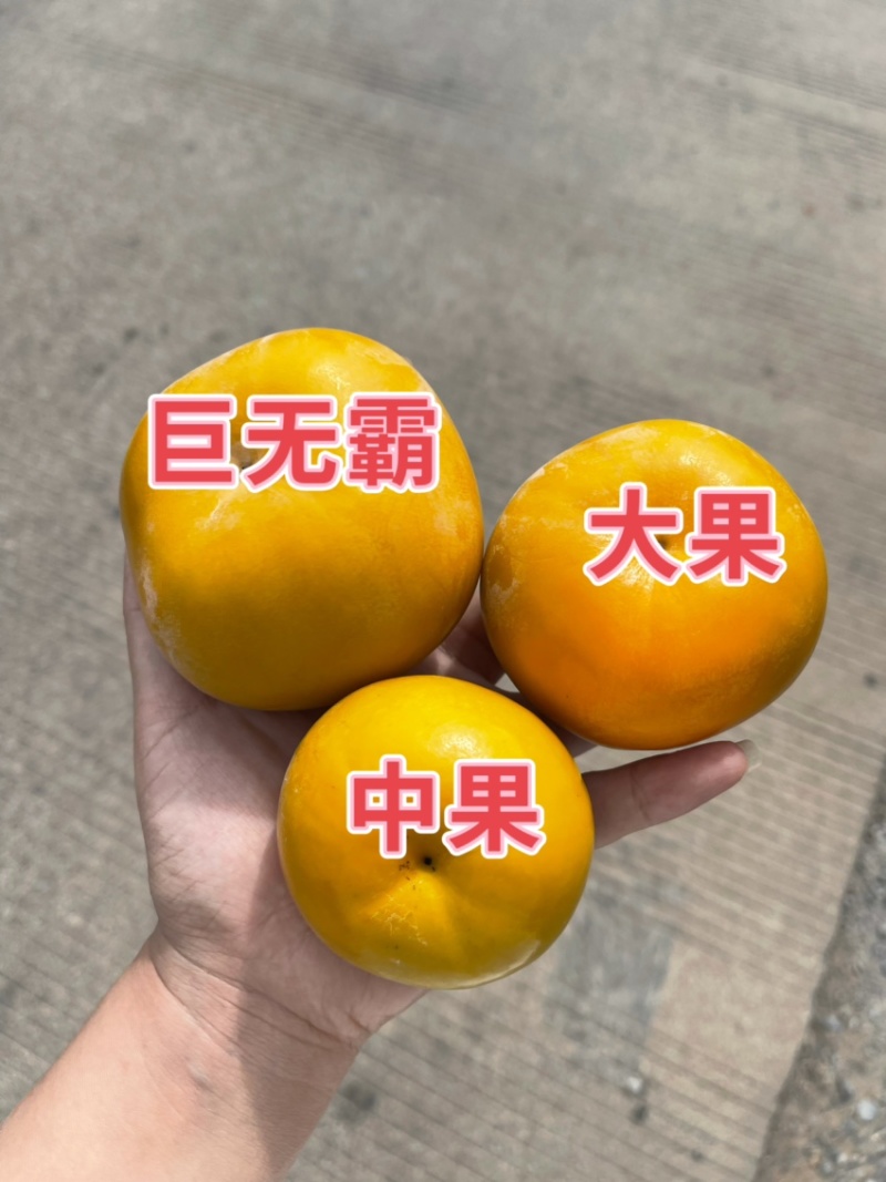 恭城脆柿果园直供一件代发