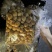 滑子菇量大不断货