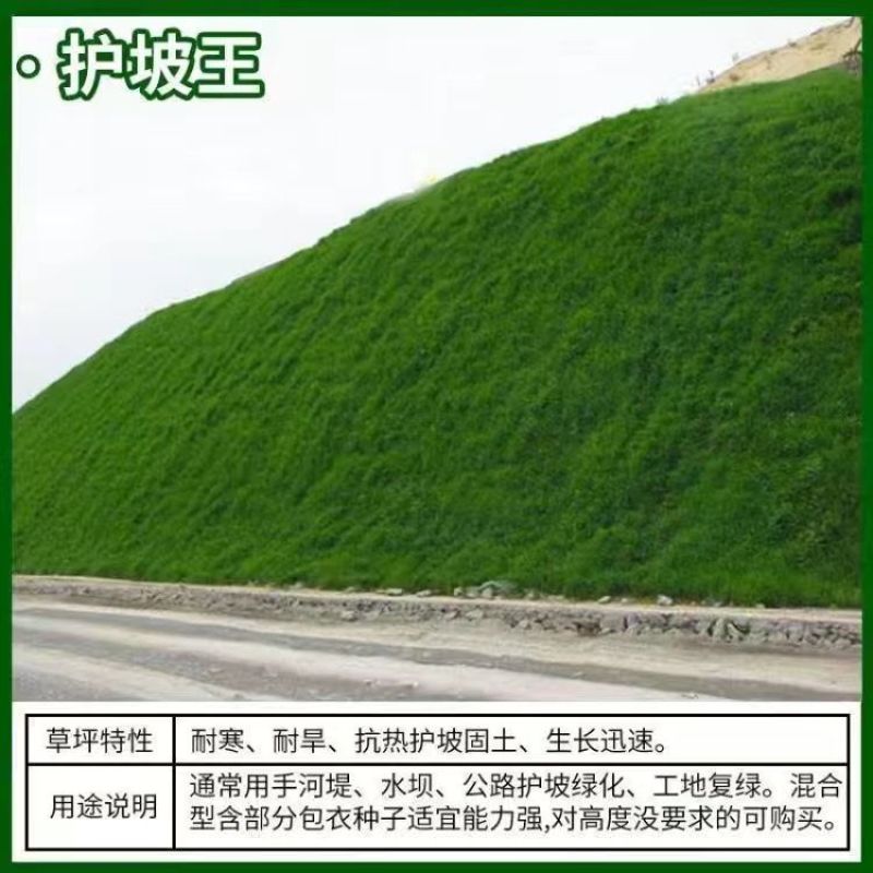 草坪种子护坡草籽美国四季青狗牙根高羊茅种子矮生工程庭院绿