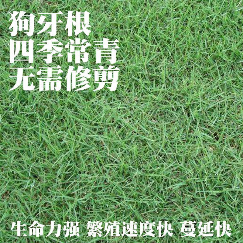 草坪种子护坡草籽美国四季青狗牙根高羊茅种子矮生工程庭院绿