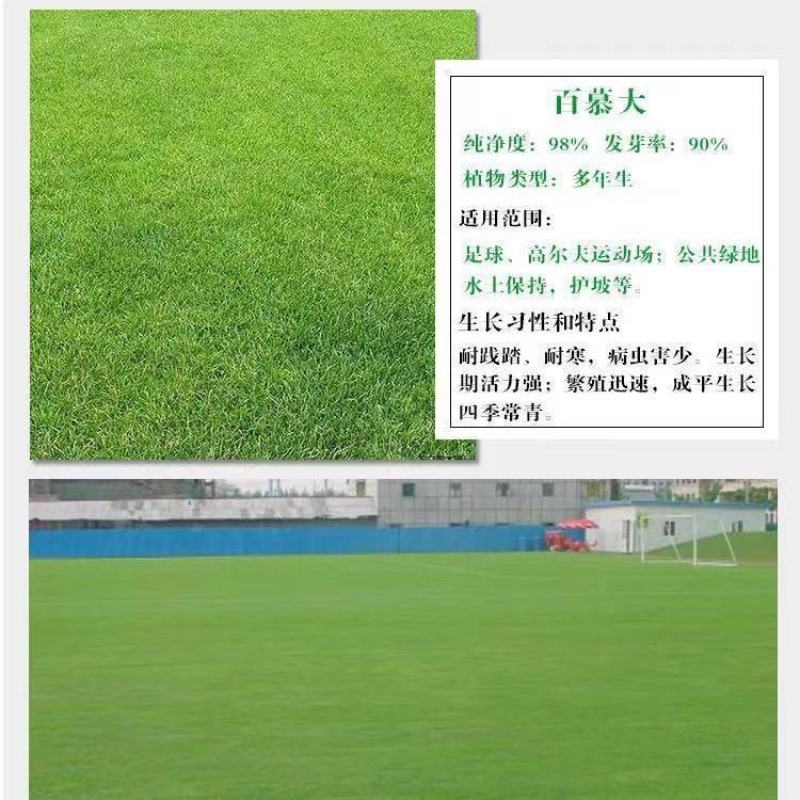 草坪种子护坡草籽美国四季青狗牙根高羊茅种子矮生工程庭院绿