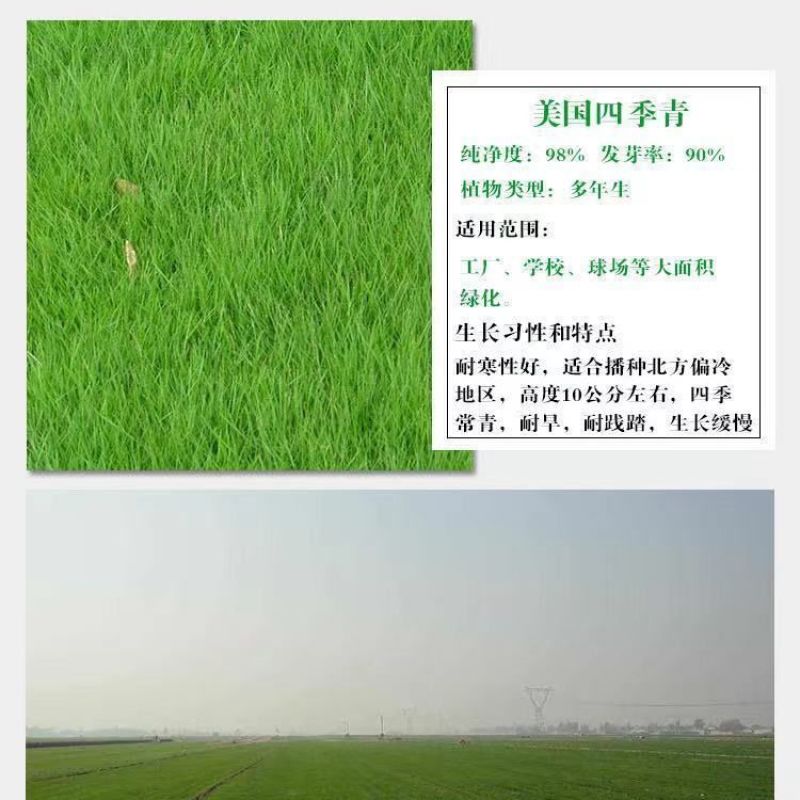 草坪种子护坡草籽美国四季青狗牙根高羊茅种子矮生工程庭院绿