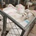 肉用山羊、绵羊各种规格的商品羊，供全国