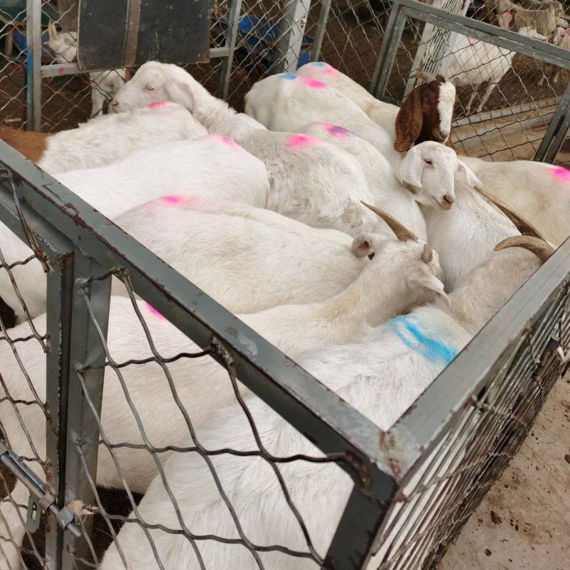 肉用山羊、绵羊各种规格的商品羊，供全国