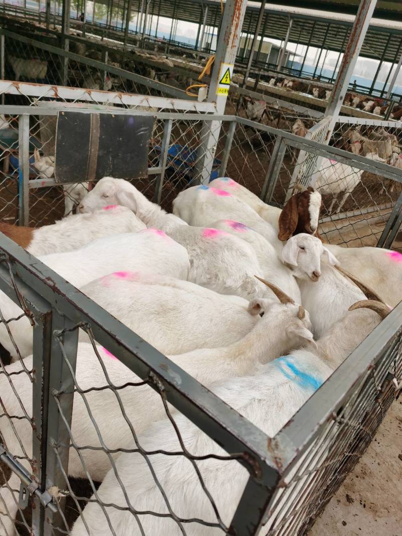 肉用山羊、绵羊各种规格的商品羊，供全国
