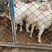 肉用山羊、绵羊各种规格的商品羊，供全国