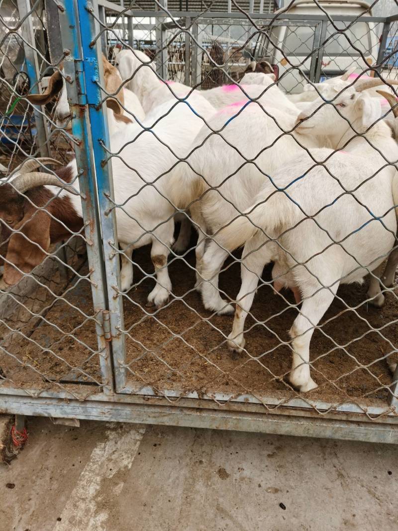 肉用山羊、绵羊各种规格的商品羊，供全国