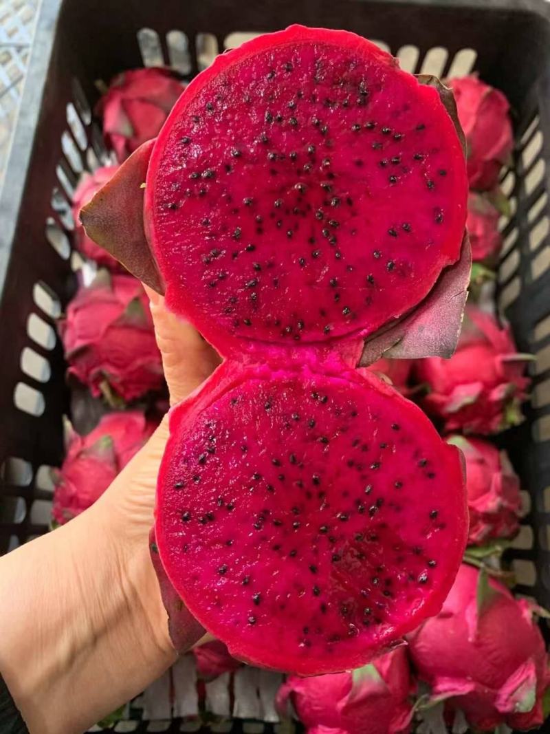 红心火龙果