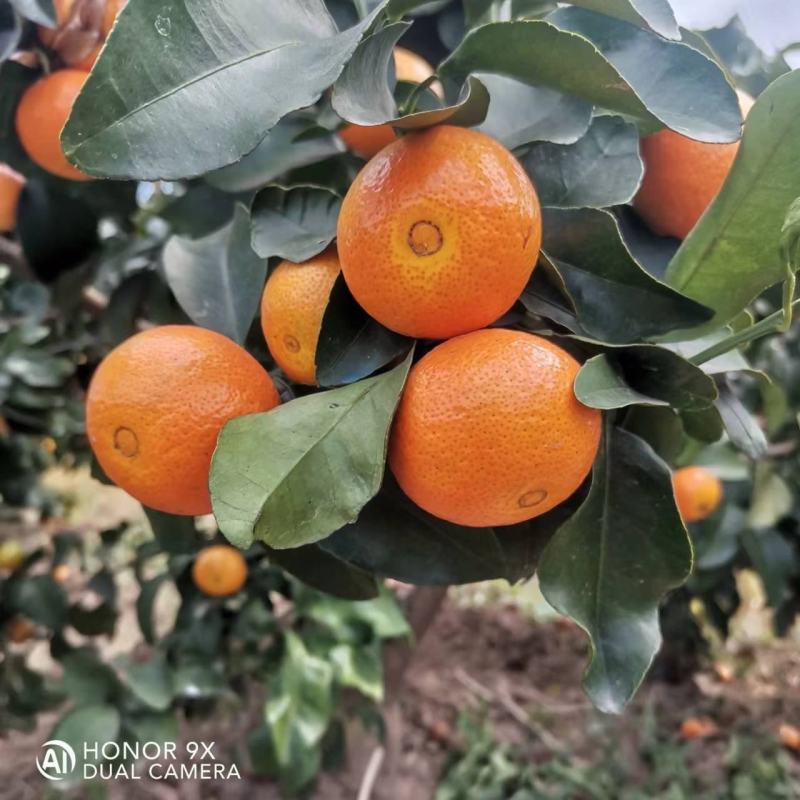 金秋沙糖桔.棉桔，南丰密桔，以大量上市，有想法的可以联系