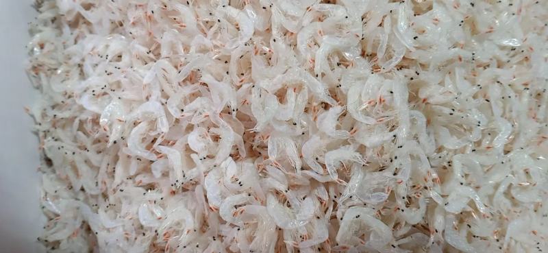 【精品】虾皮无盐洪干，品质保证一件代发，一手货源