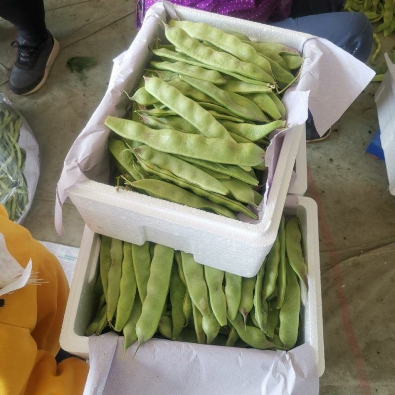 云南新鲜油豆角将军一点红纯油豆面豆角社区团购电商一件代发