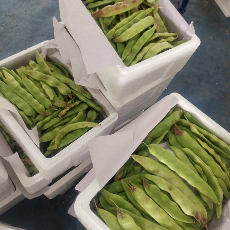 云南新鲜油豆角将军一点红纯油豆面豆角社区团购电商一件代发