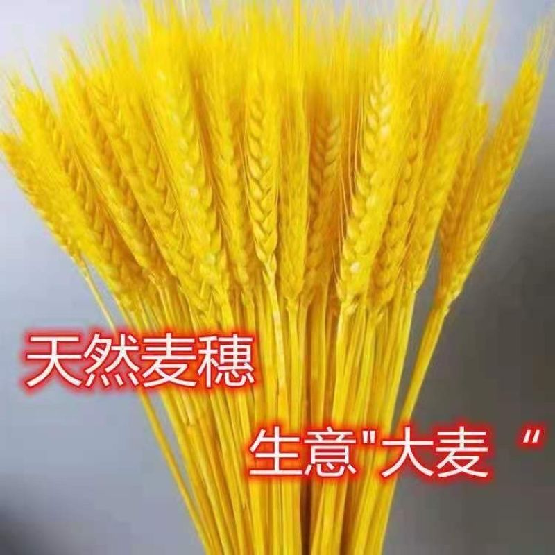 黄金大麦天然麦穗干花花束束开业大卖花篮摆件装饰批厂家干花