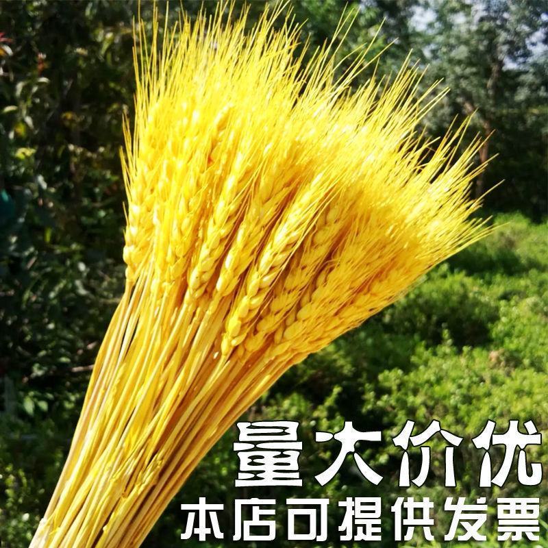 黄金大麦天然麦穗干花花束束开业大卖花篮摆件装饰批厂家干花