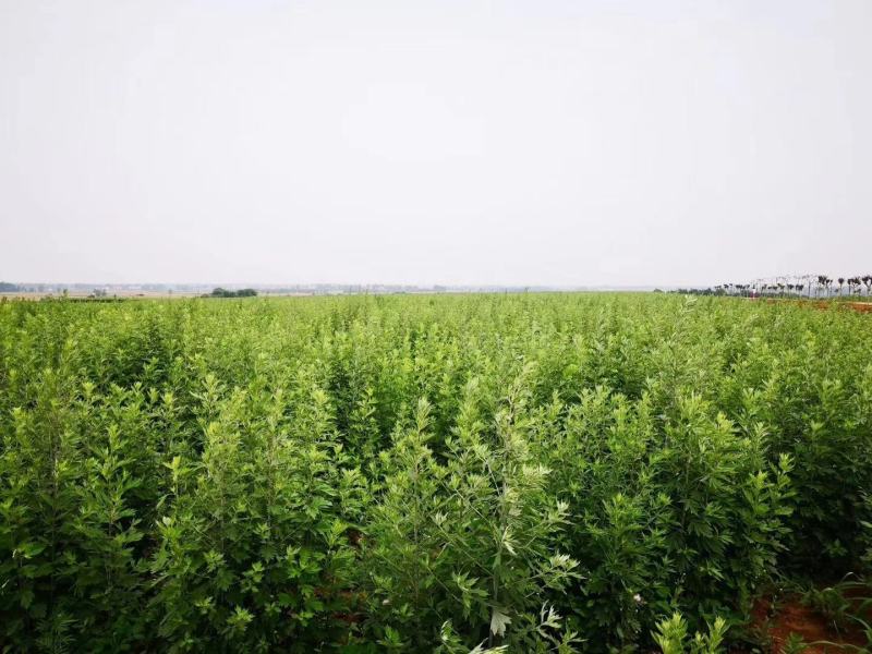 中草药配方艾叶泡脚包，大袋装900克30克/小包