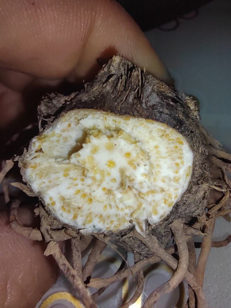 纯正北苍术
