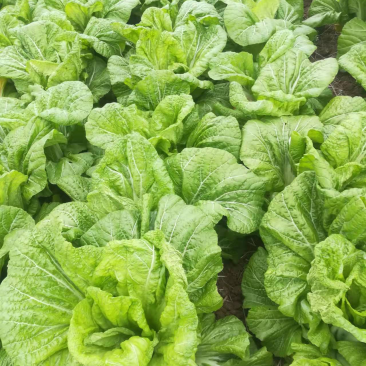 优质泡青菜，基地货大量上市，质量保证，量大从优