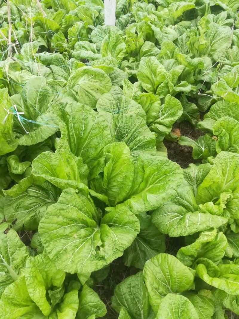 优质泡青菜，基地货大量上市，质量保证，量大从优