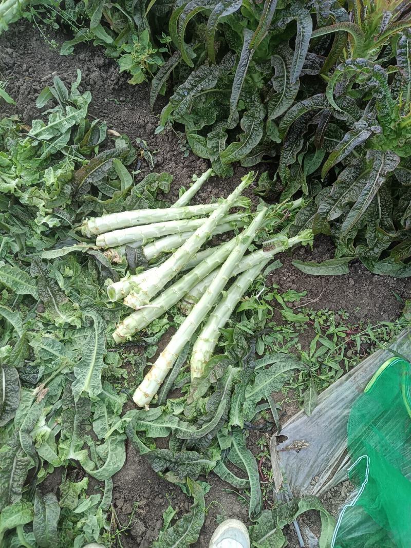 山东郯城莴笋杆子大量有货加工厂市场都可以用没空心