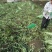 山东郯城莴笋杆子大量有货加工厂市场都可以用没空心