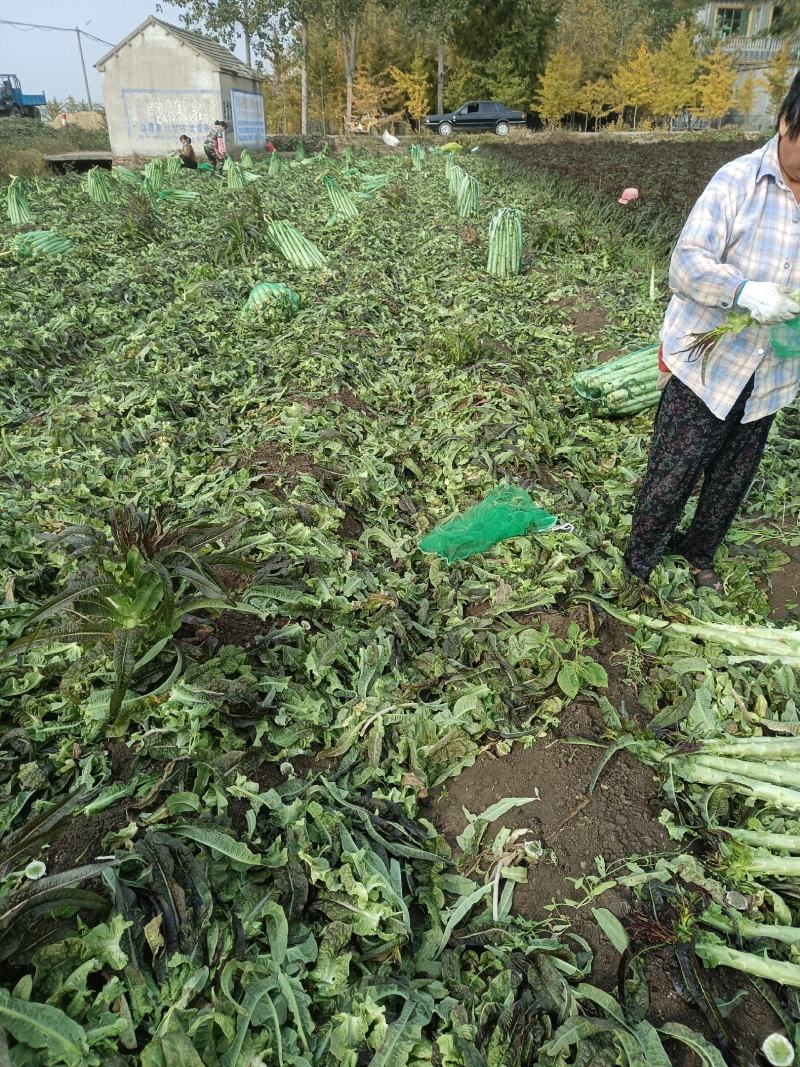 山东郯城莴笋杆子大量有货加工厂市场都可以用没空心