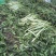 山东郯城莴笋杆子大量有货加工厂市场都可以用没空心