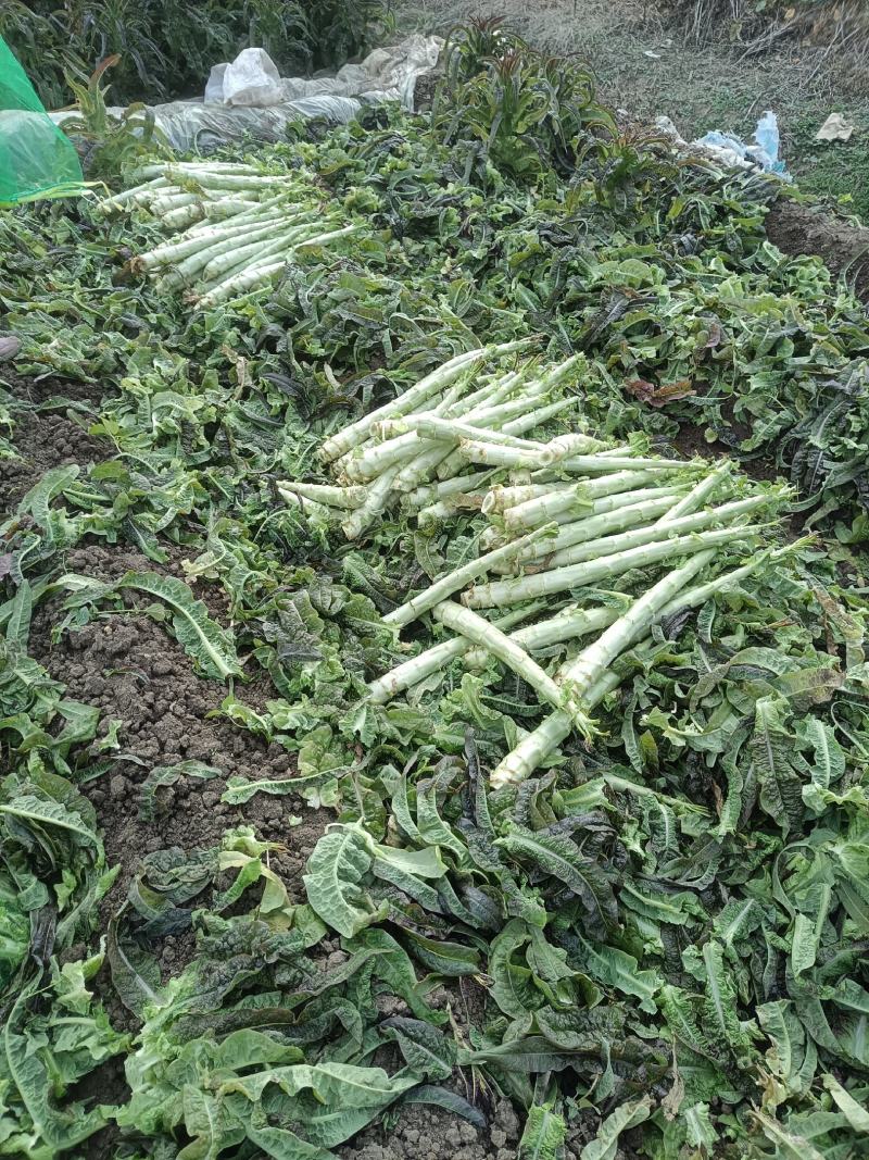 山东郯城莴笋杆子大量有货加工厂市场都可以用没空心