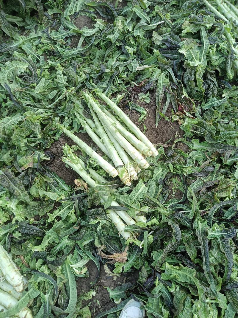 山东郯城莴笋杆子大量有货加工厂市场都可以用没空心