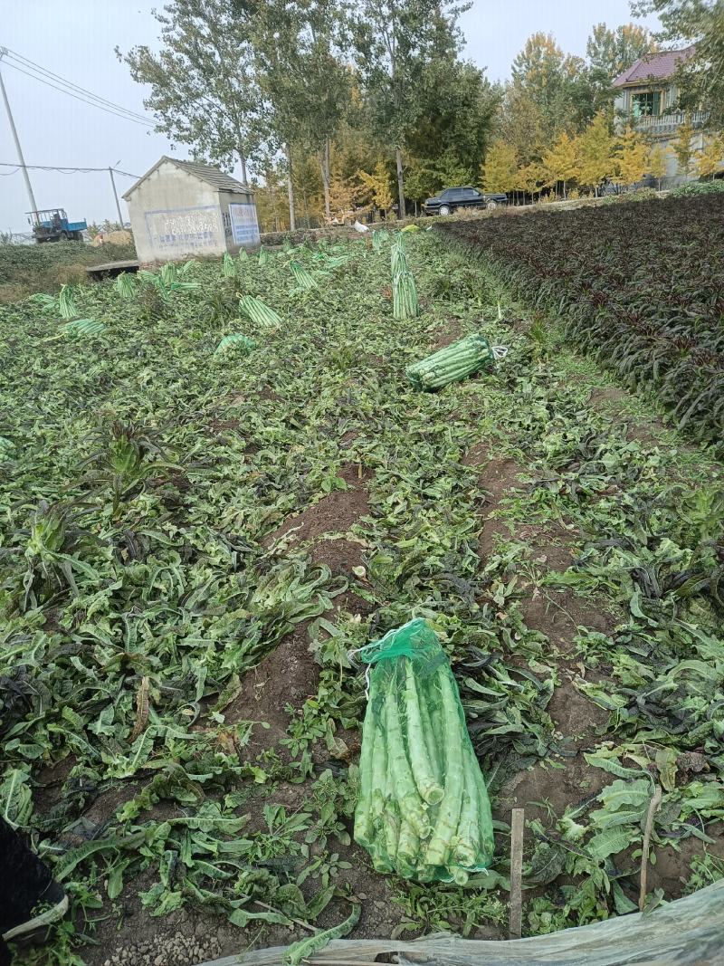 山东郯城莴笋杆子大量有货加工厂市场都可以用没空心