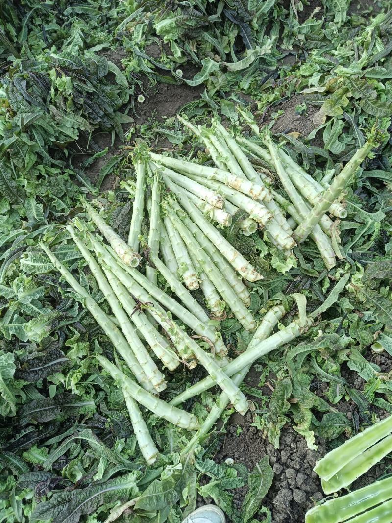山东郯城莴笋杆子大量有货加工厂市场都可以用没空心