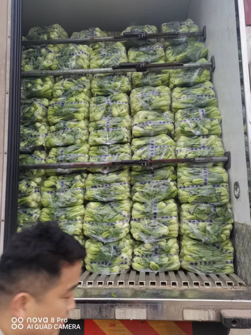 常年大量供应各种规格上海青，代收代发一条龙服务，诚信经营