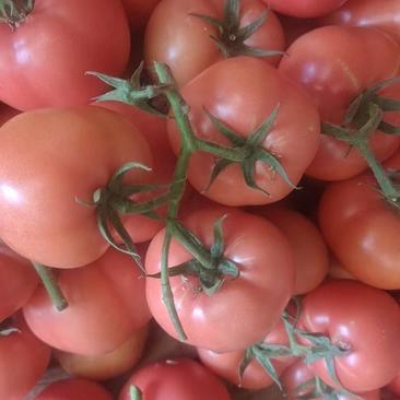山东西红柿，山东硬粉西红柿，大量现货供应价格便宜全国代发